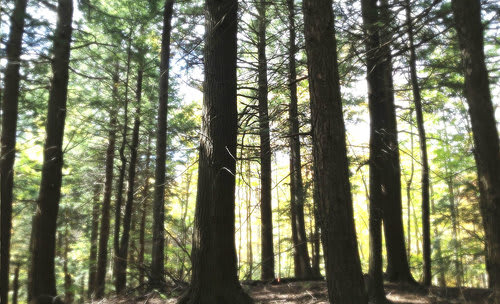 Explore the Hudson River School Art Trail