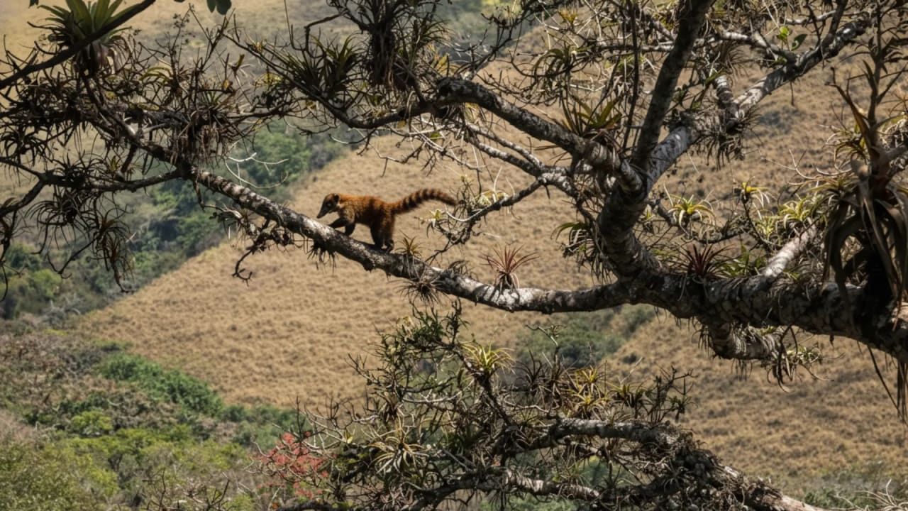 El Bosque Seco: El Paraíso Cafetalero Oculto del Ecuador