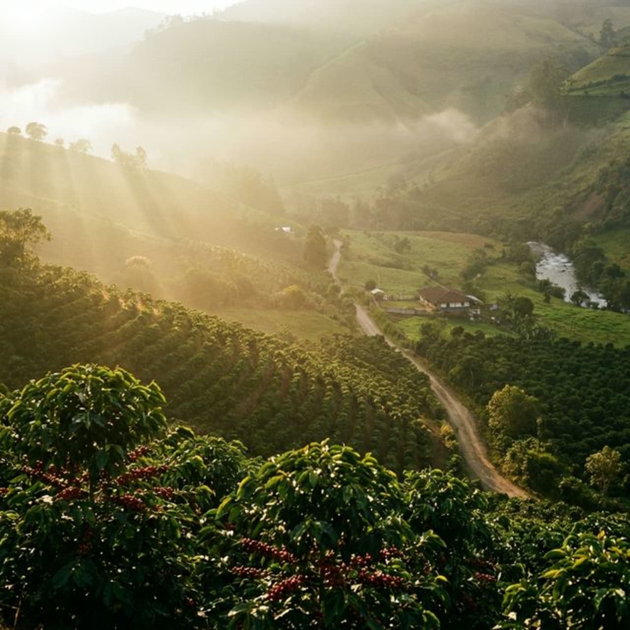 Hacienda La Florida: Café de Especialidad Premiado del Bosque Seco del Ecuador