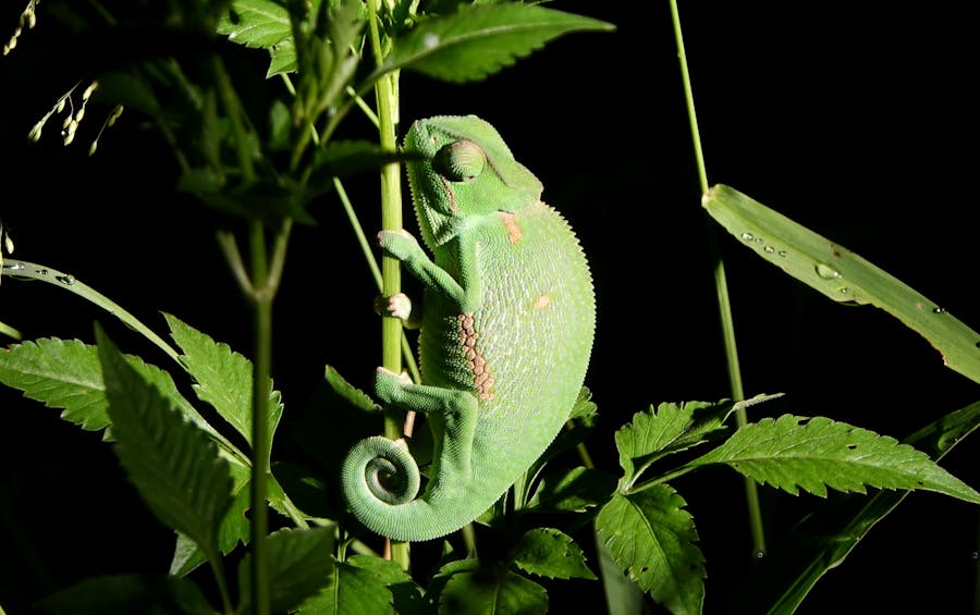 Image mystère : Caméléon