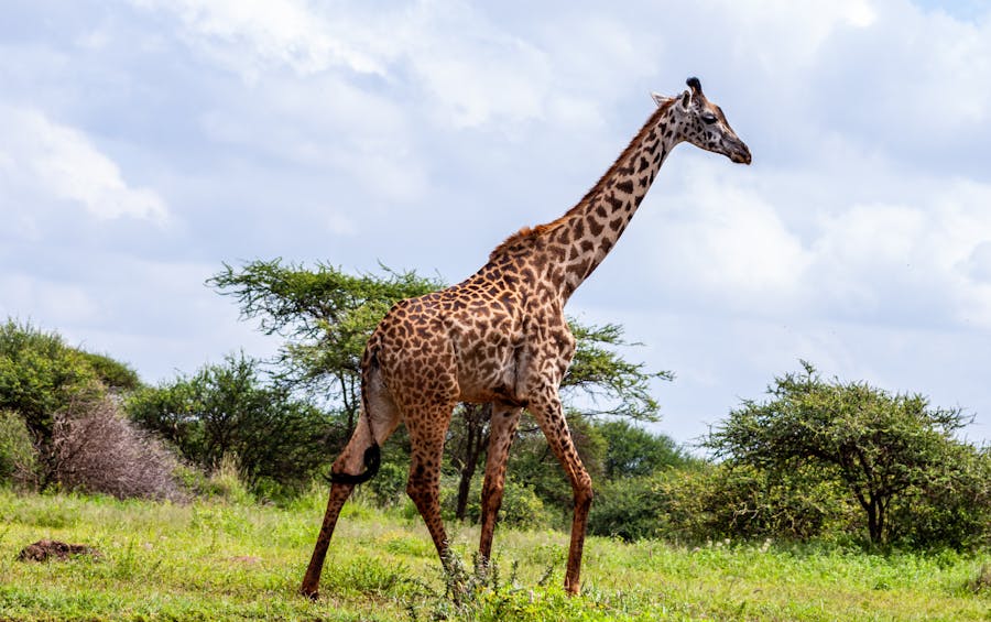 Image mystère : Girafe