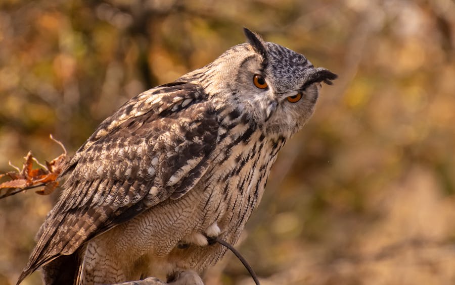 Image mystère : Hibou