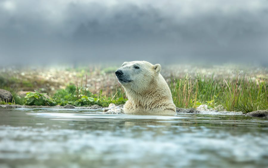 Image mystère : Ours polaire