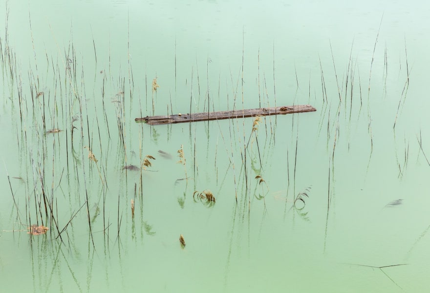 De Japanse oester als symbool voor voorzien en onvoorzien menselijk ingrijpen