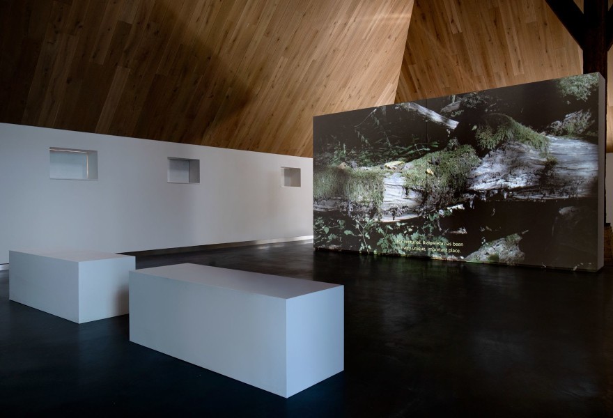 Laatste kans: de microverhalen achter het Białowieża-woud