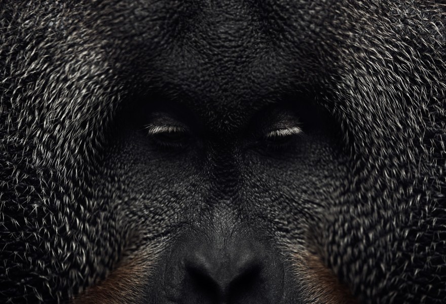 Animals as Individuals: The Photography of Vincent Lagrange