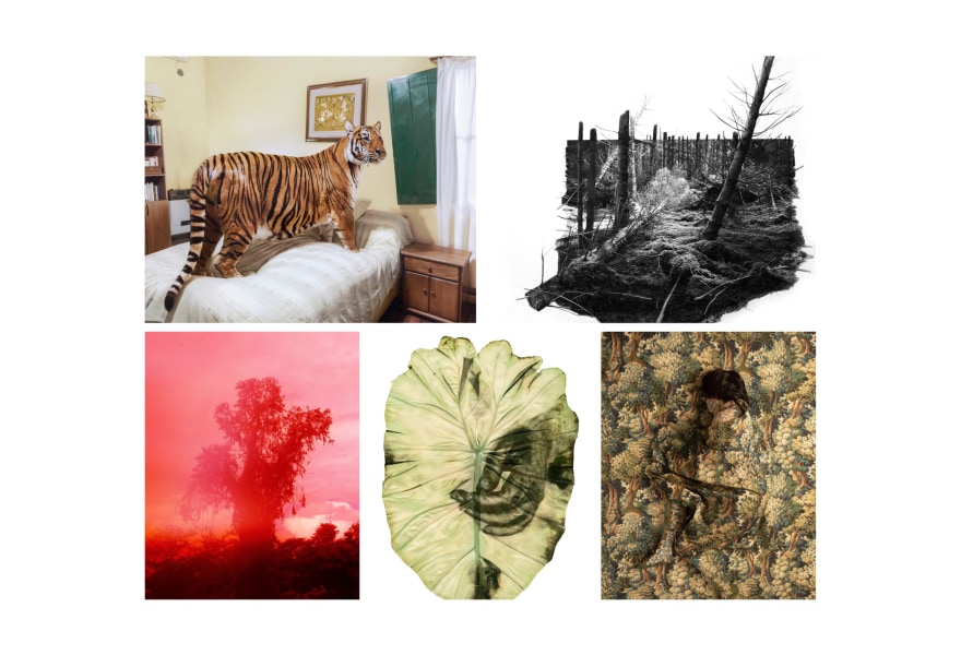 Unseen: 5 perspectives on nature