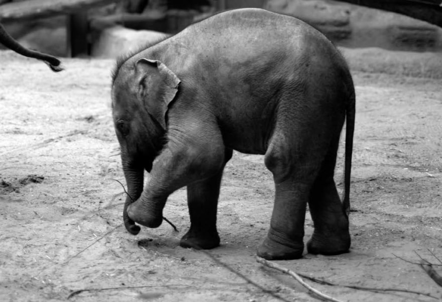 Charlotte Dumas: onze relatie met dieren als spiegel