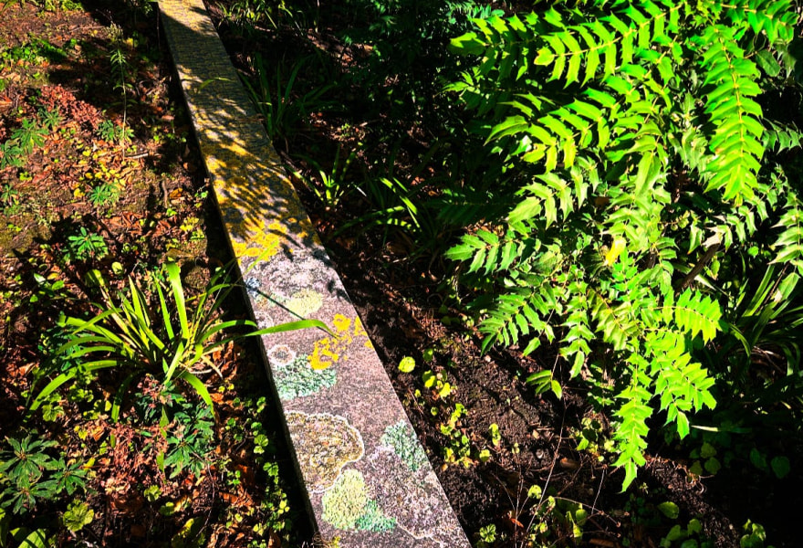 Lichen Line: Elspeth Diederix’s outdoor installation at Unseen