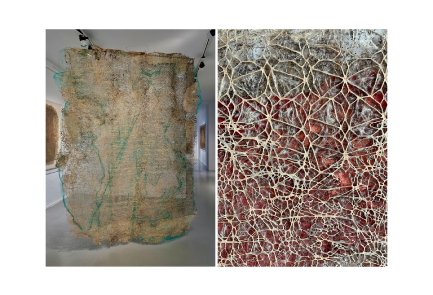 Het brein van planten: de innovatieve wortelstructuren van Diana Scherer