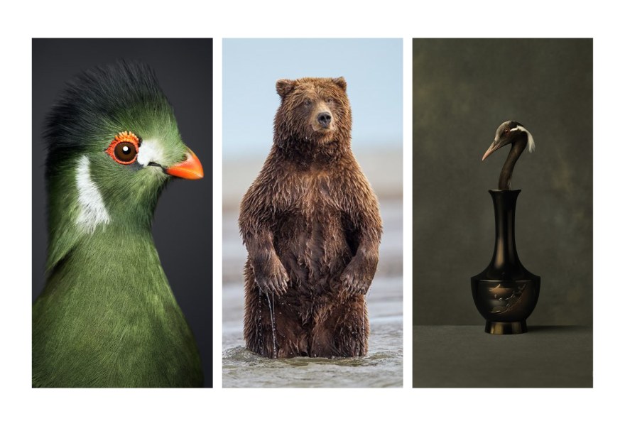 Animals and human beings in SmithDavidson Gallery: an age-old dialogue