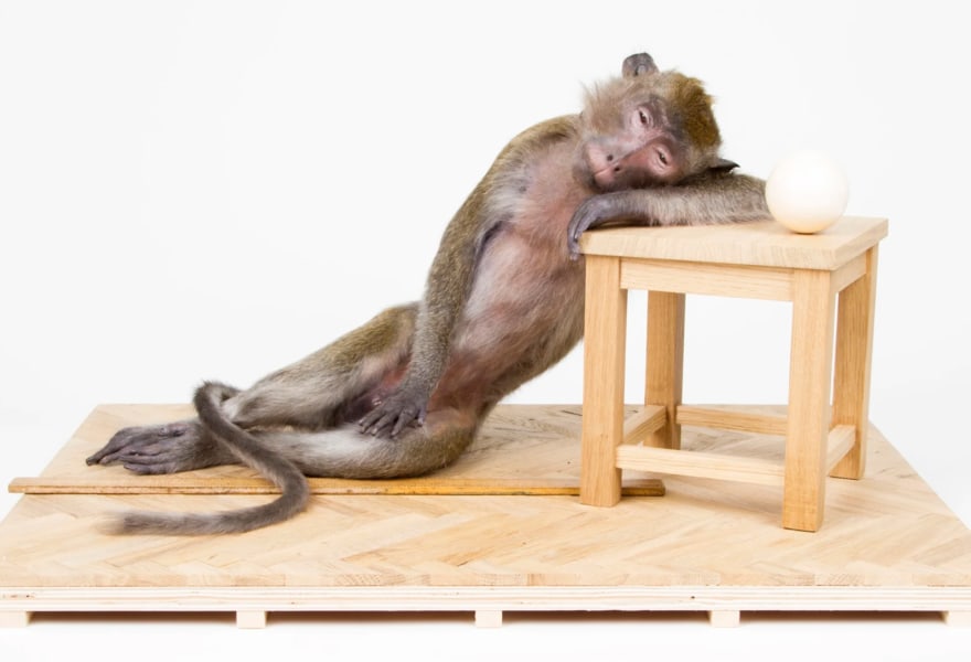 Argent bij Coppejans Gallery: over taxidermie en een knipoog naar de kunstcanon