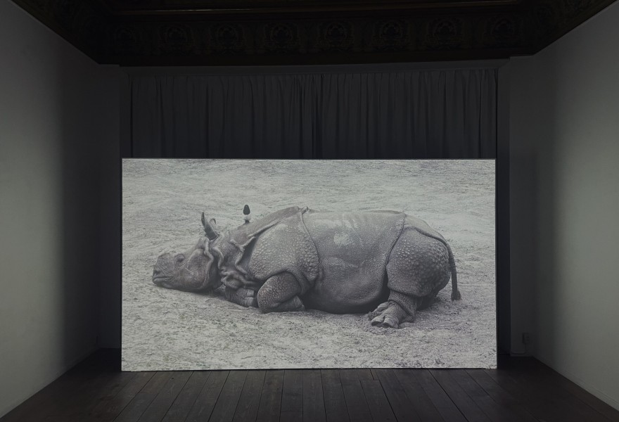 Marjan Laaper and the sculptural power of video