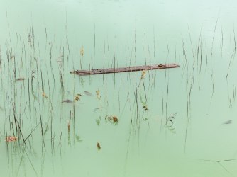 The Pacific oyster as a symbol for both anticipated and unforeseen human intervention