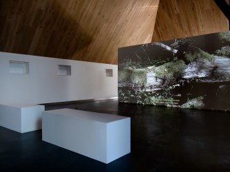 Laatste kans: de microverhalen achter het Białowieża-woud