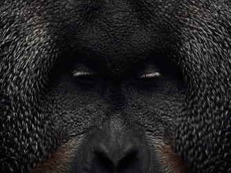 Animals as Individuals: The Photography of Vincent Lagrange