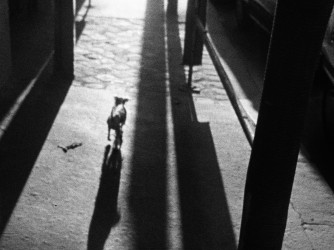 Mark van den Brink and the magic of the spy camera