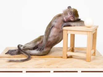 Argent bij Coppejans Gallery: over taxidermie en een knipoog naar de kunstcanon