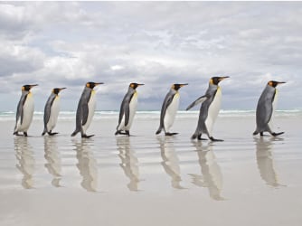 Ingo Arndt: the gravity of equal attention