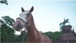 Ross Birrell, Criollo (Ahi  Veremos  Resero,  Argentine  Criollo,  El  Monumento  al  General  Don  José  de  San  Martín,  Plaza  San  Martín,  Buenos  Aires)