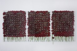 Anya Gallaccio, Preserve 'beauty', 1991-2017