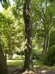 Sjoerd Buisman, presents to a tree