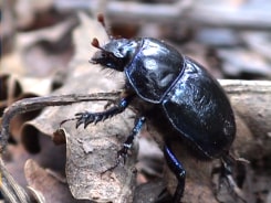 Emma van der Put, Dweller