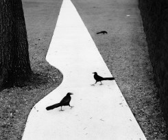 Pentti Sammallahti, Houston, Texas, USA