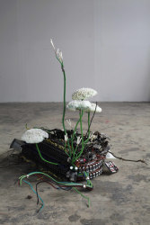 Krištof Kintera, Noticia Viridis