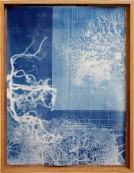 Barnaby Irish, Hyphae