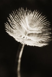 Henry Horenstein, Sea Pen Coral, Cnidaria Anthozoa Alcyonaria