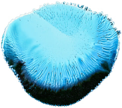 Wolfgang Ganter, Untitled (Particle Drift)