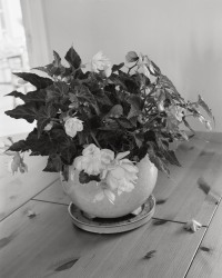 jenia Fridlyand, EtOV 1