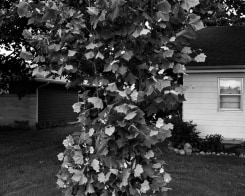 tim Carpenter, Untitled, 2018