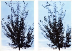 Ksenia Galiaeva, no title