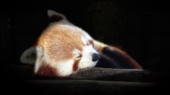 Marjan Laaper, Breathe