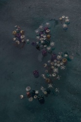 Thirza Schaap, waterlilies too, from the series "Plastic Ocean"