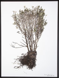 Anne Jaap de Rapper, Box 2 (There All Along)