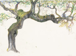 Kasper De Vos, Quercus ilex