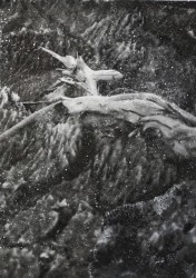 Ilanit Illouz, Bois et sol