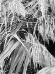 Ilanit Illouz, Pampa #08