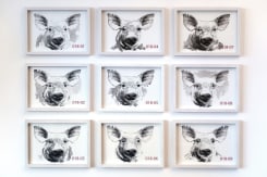 Jaap de Ruig, Sacrifice 018 - biggenfamilie