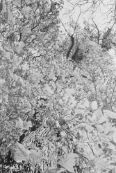 Mirjam Abraas, Feuilles