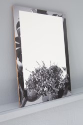 Sarah Van Marcke, All the plants that I own