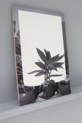 Sarah Van Marcke, All the plants that I own