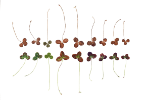 Anne Geene, Eeuwig Herbarium #74