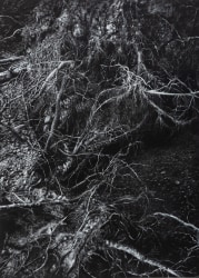 Javier Pérez, El Desamparo II