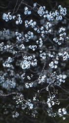 Eelco Brand, VMM.movi