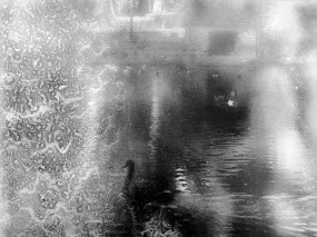 Carmine Iacolare, Black Swan