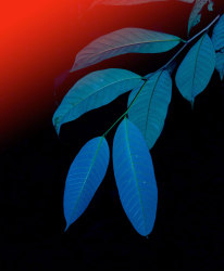 Elsa Leydier, Untitled #3